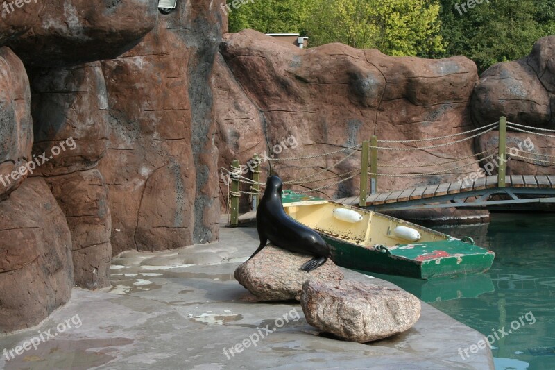 Foka Sea ​​lion Zoo Free Photos