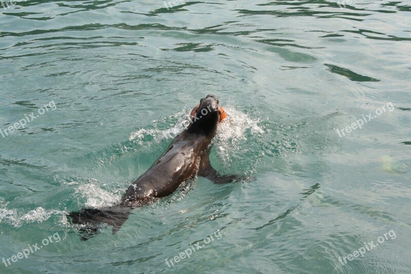 Foka Zoo Sea ​​lion Free Photos