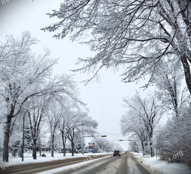 Trees Winter Winter Trees Snow Cold