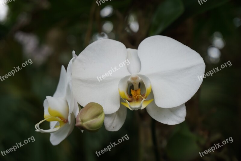 White Orchid Flower Bloom Free Photos