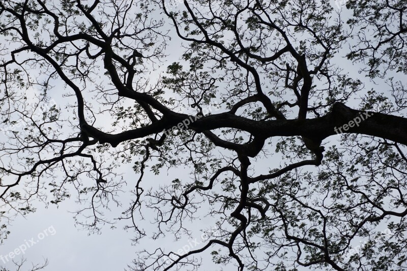 Tree Sky Tree Sky Contrast Tree Silhouette Free Photos