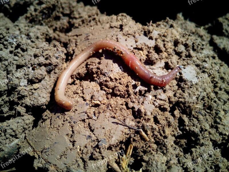 Worm Worms Earth Vermiculture Agriculture