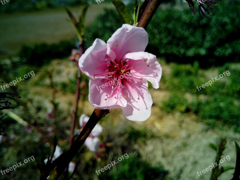 Flower Almond Tree Spring Tree Almond Flower