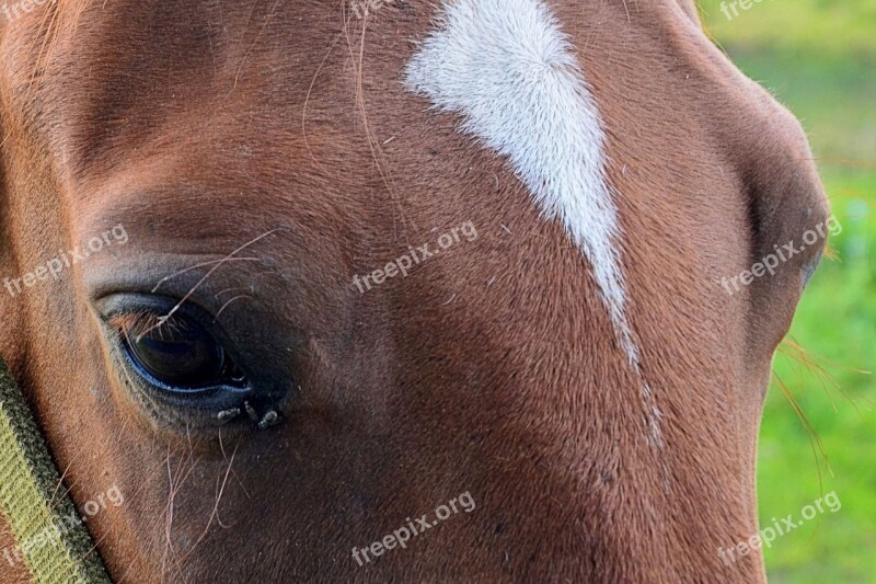 Horse Eyes Horse Eye Eyelashes Free Photos