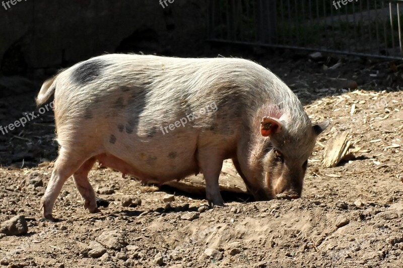 Pot Bellied Pig Pig Animal Domestic Pig Female