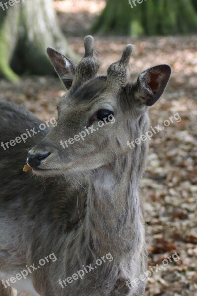 Hirsch Fallow Deer Roe Deer Scheu Nature