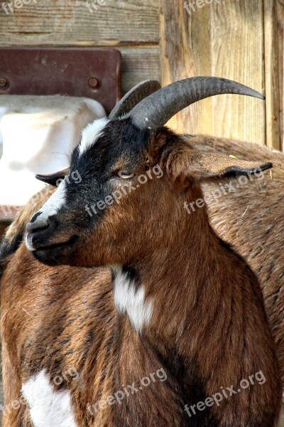 Goat Head Horns Livestock Face