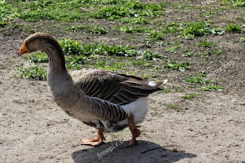 Greylag Goose Goose Water Bird Poultry Free Photos