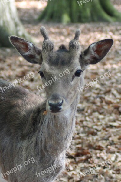 Hirsch Fallow Deer Roe Deer Scheu Nature