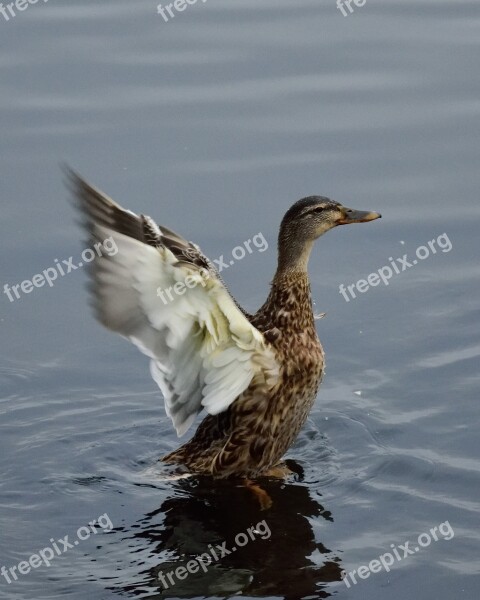 Duck Wings Water Bird Wild Birds