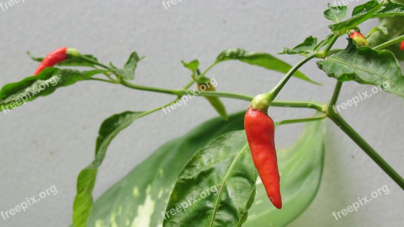 Plant Food Spicy Organic Chili