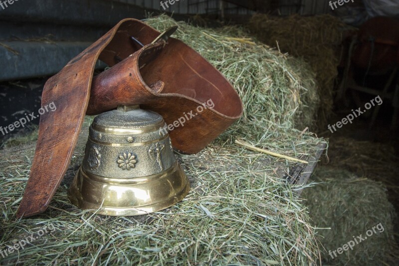 Bell Cowboy Golden Pasque Flower Clamp