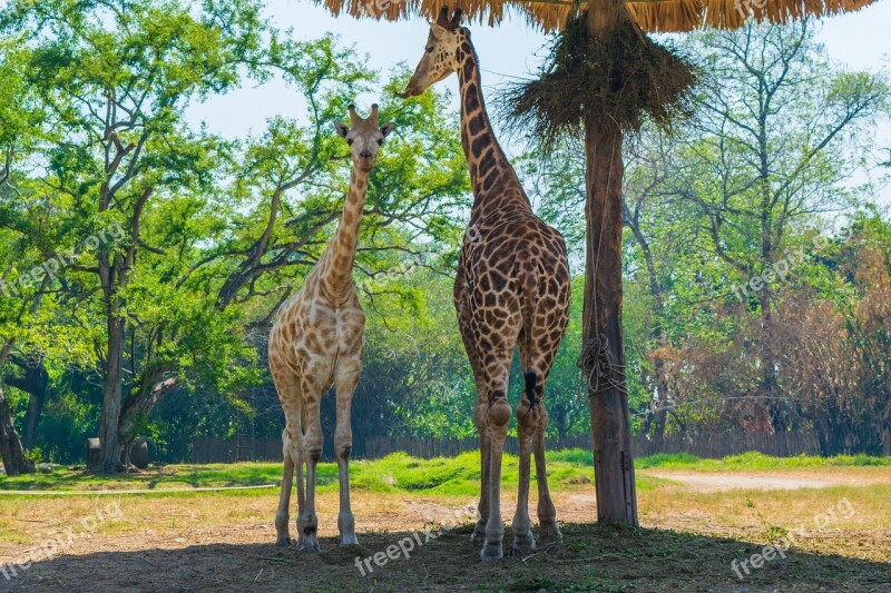 Giraffe Giraffes Safari Nature Mammals