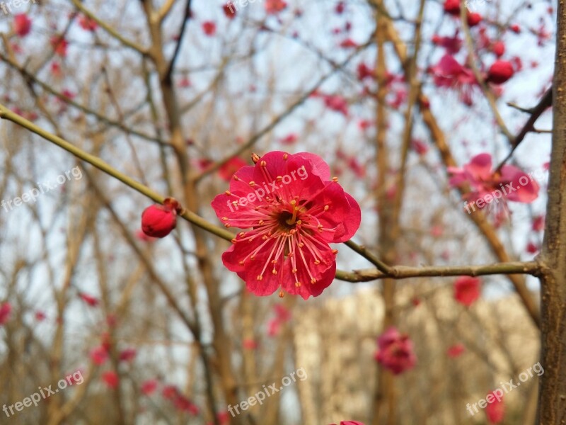 Plum Plum Flower Red Plum Plum Apricot Blossom Spring Flowers