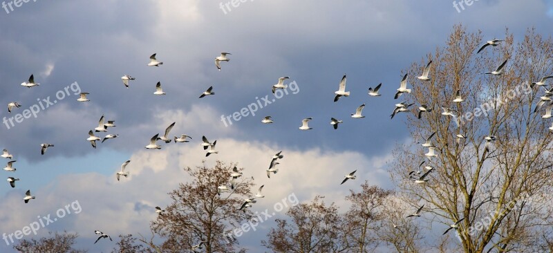 Birds Gulls Swarm Flying Animals