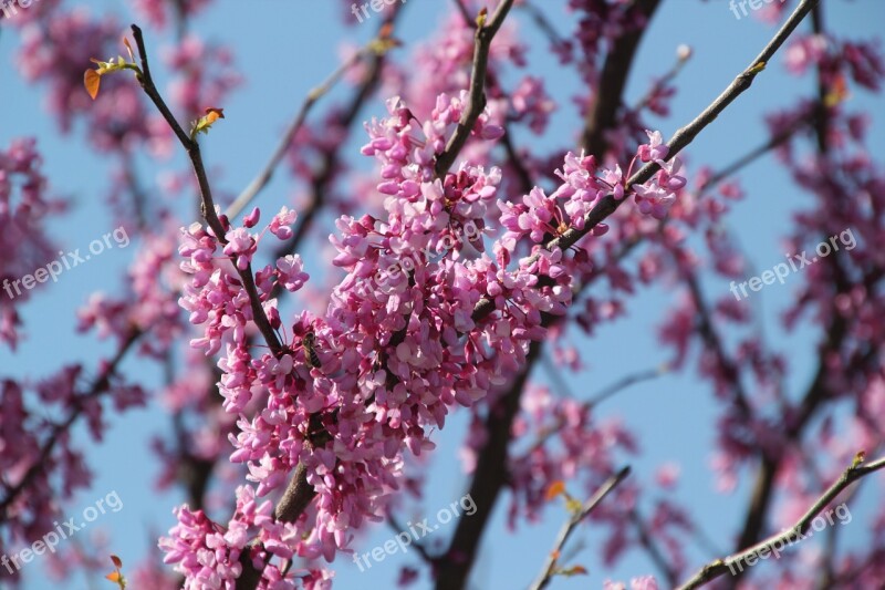 Tree Redbud Pink Spring Nature