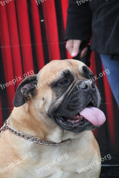 Mastiff Dog Animal Purebred Pet