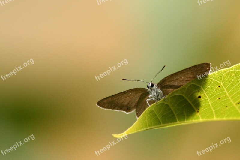 Butterfly Animals Butterfly Wings Nature Diversity