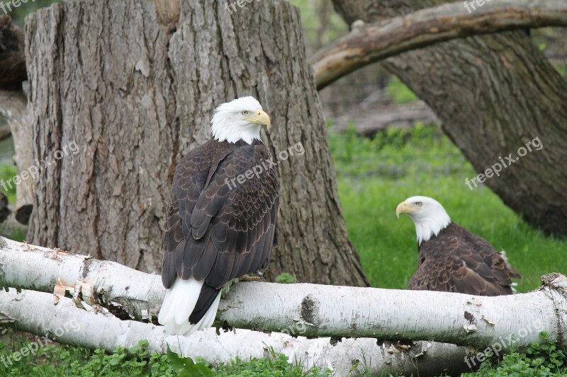 Eagle Bird Raptor Bald Eagle Animal