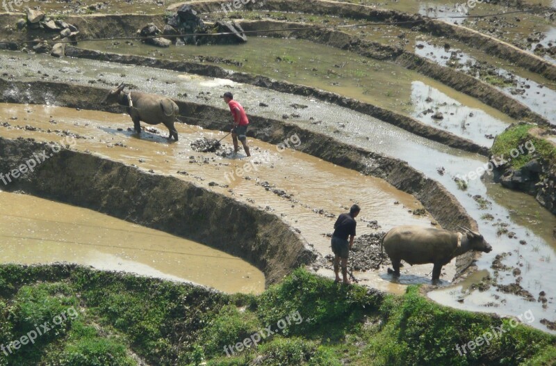 Rice Fields Mud Bullocks Vietnam Nature