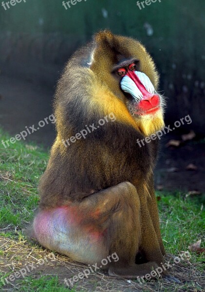 Mono Baboon Fauna Free Photos