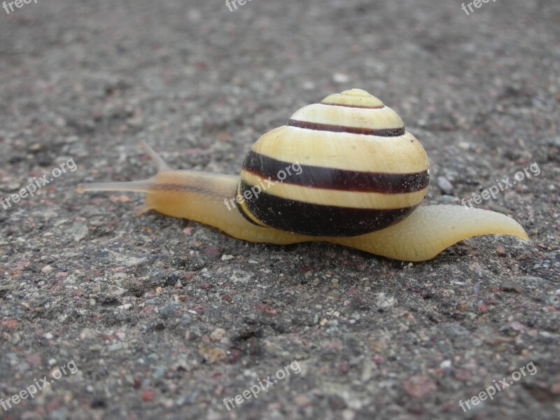 Snail Shell Reptile Nature Slowly