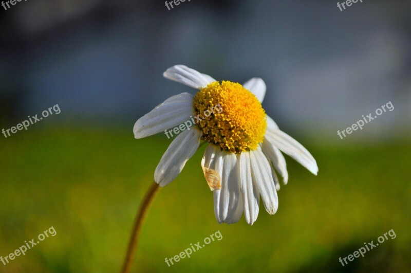 Daisy Flower Nature Artifact Green