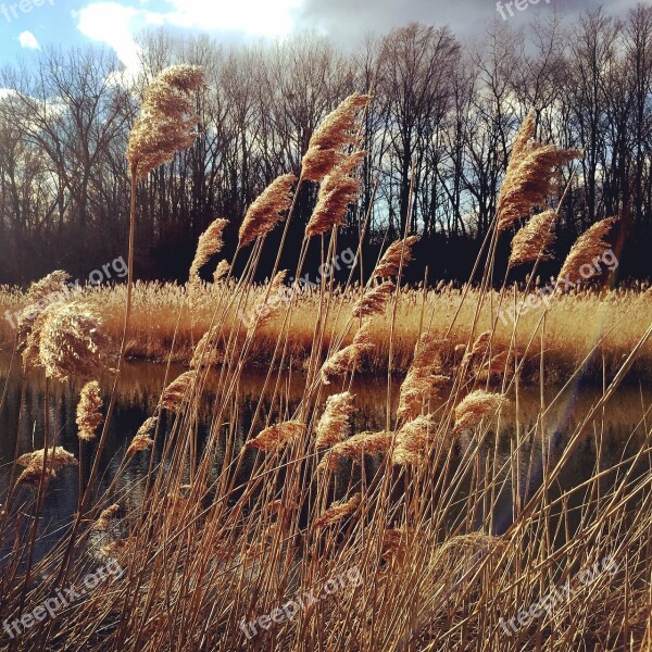 Meadow Spring Sun Field Grass