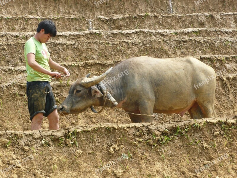 Bullock Vietnam Asia Agriculture Domestic