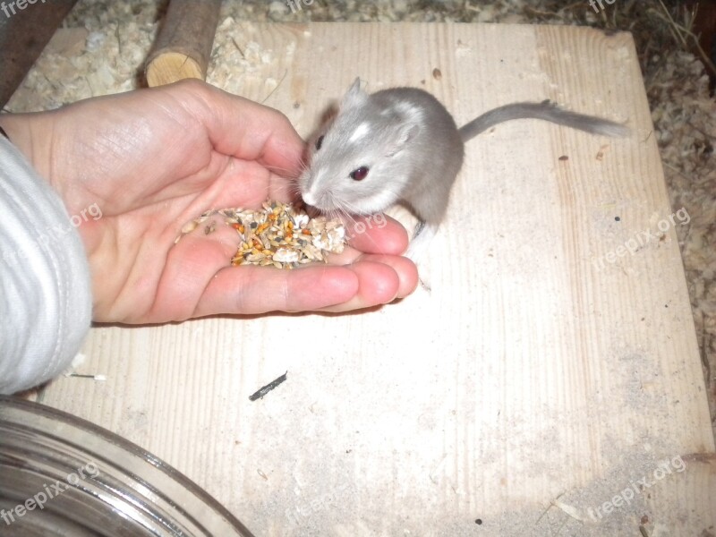 Racing Mouse Gerbil Feed Free Photos