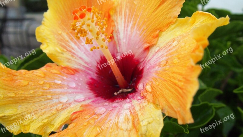 Flower Yellow Flower Nature Plant Bloom