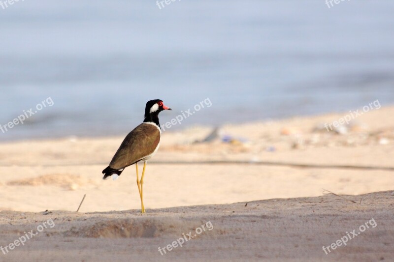 Kraแtแtgแwgd Sandy Beach Sea Birds Poultry