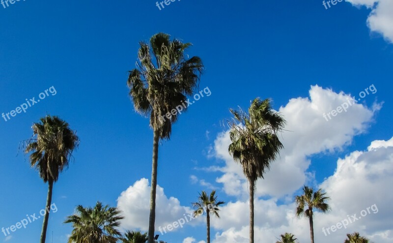 Cyprus Ayia Napa Makronissos Beach Palms Sky