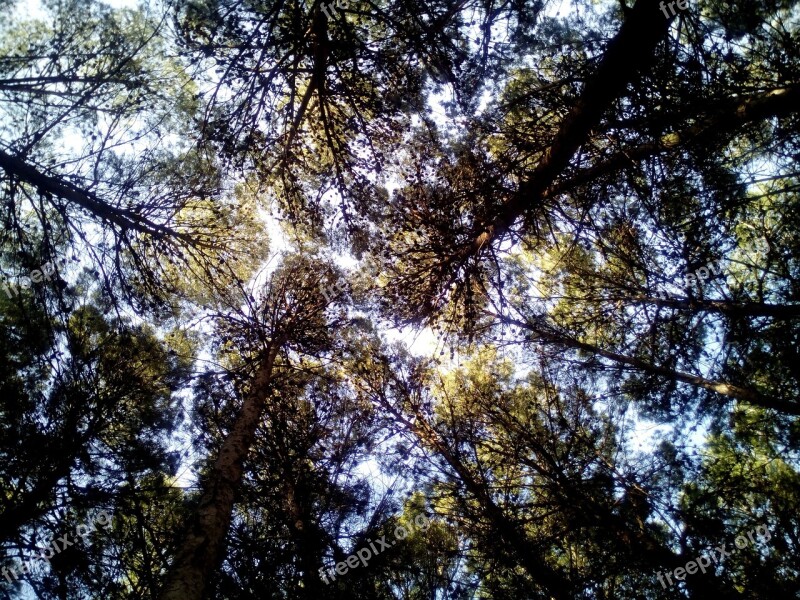 Trees Stone Pine Forest Nature Tree