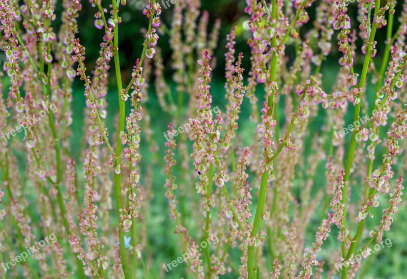 Weed Flower Botanical Nature Spring