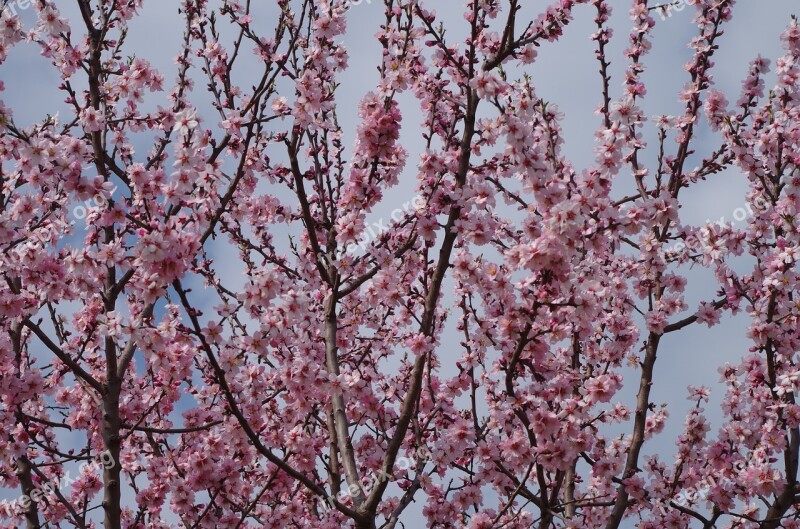 Blooming Tree Spring Peach Free Photos