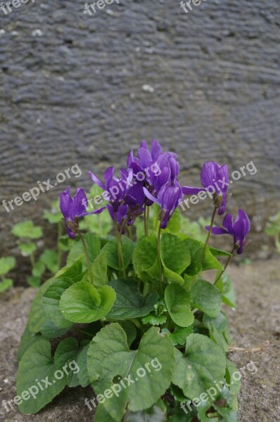 Violets Flowers Plantlets Free Photos