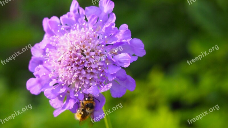 Purple Flower Bee Nature Insect Pollination