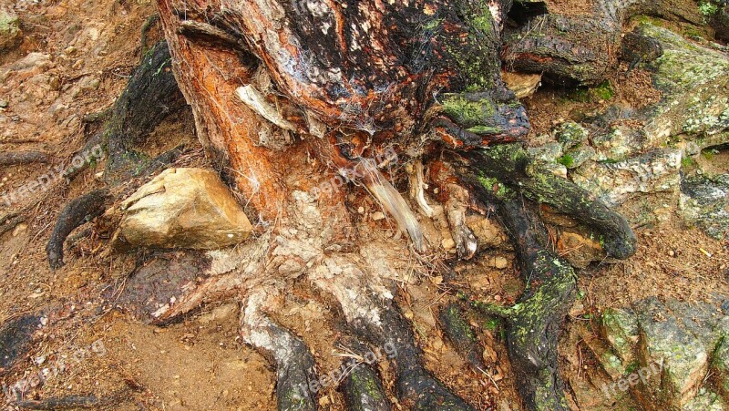 Rotten Tree Tree Roots Cobwebs Nature Rotting