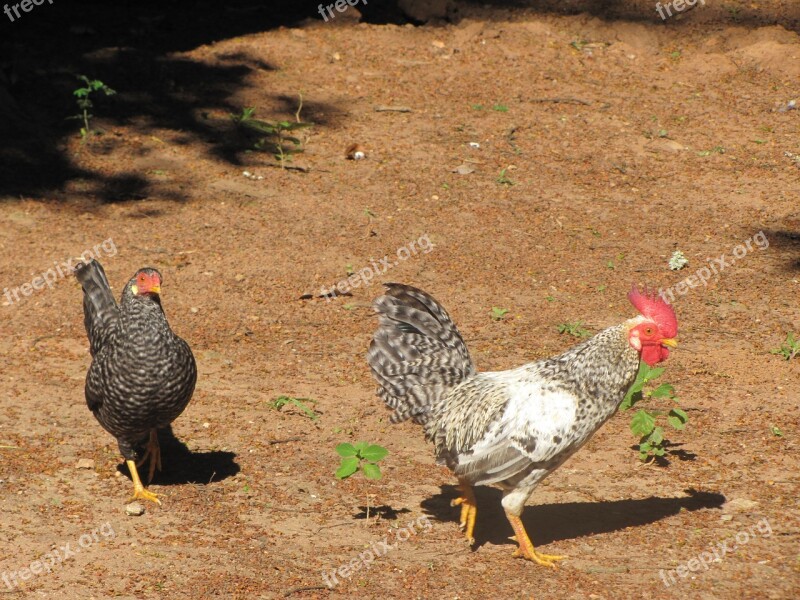 Chicken Cock Roça Redneck Free Photos