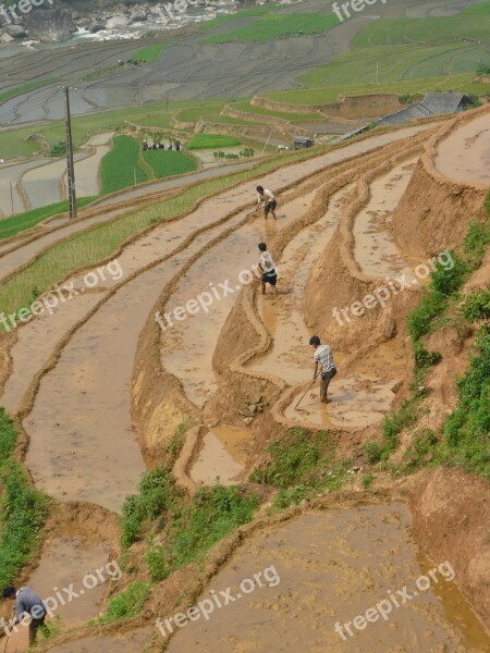 Rice Field Asian Vietnam Landscape