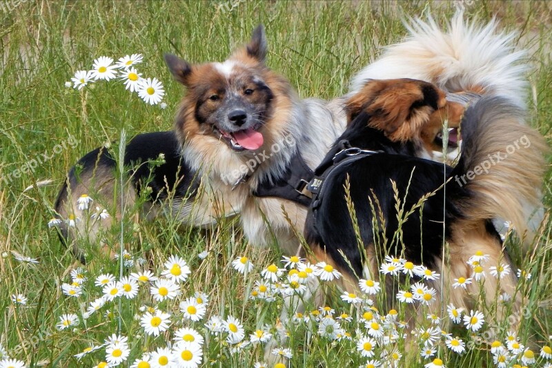 Dogs Meadow Flower Meadow Dog On Meadow Free Photos