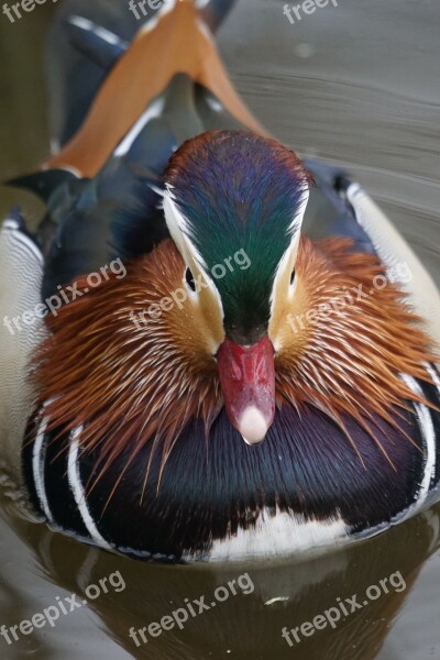 Mandarin Ducks Duck Water Bird Swim Ornamental Duck