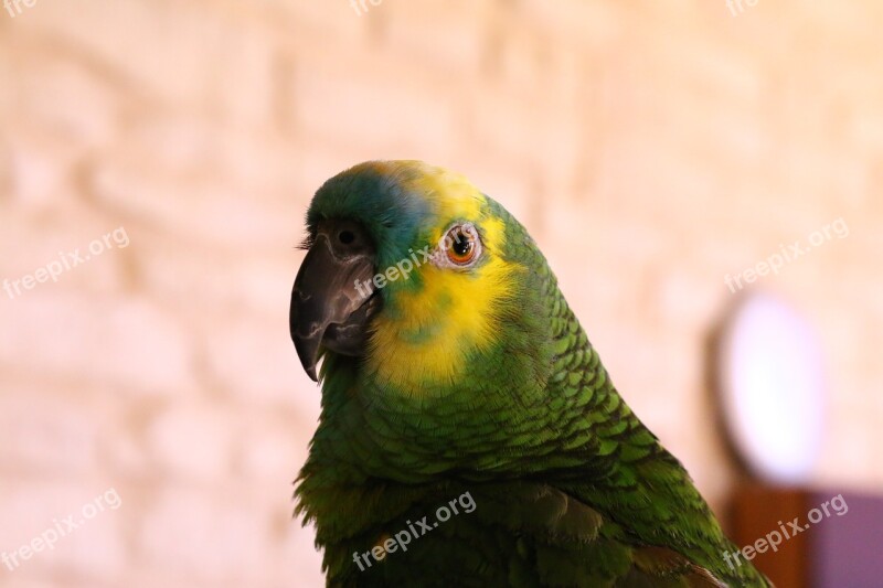 Parrot Parrot Head Amazon Blue Forehead Bird Colors