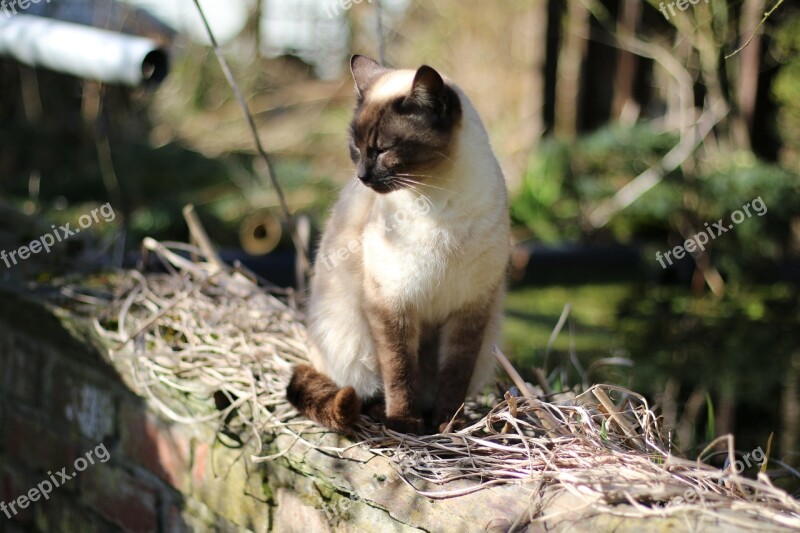 Siamese Cat Domestic Animal Free Photos