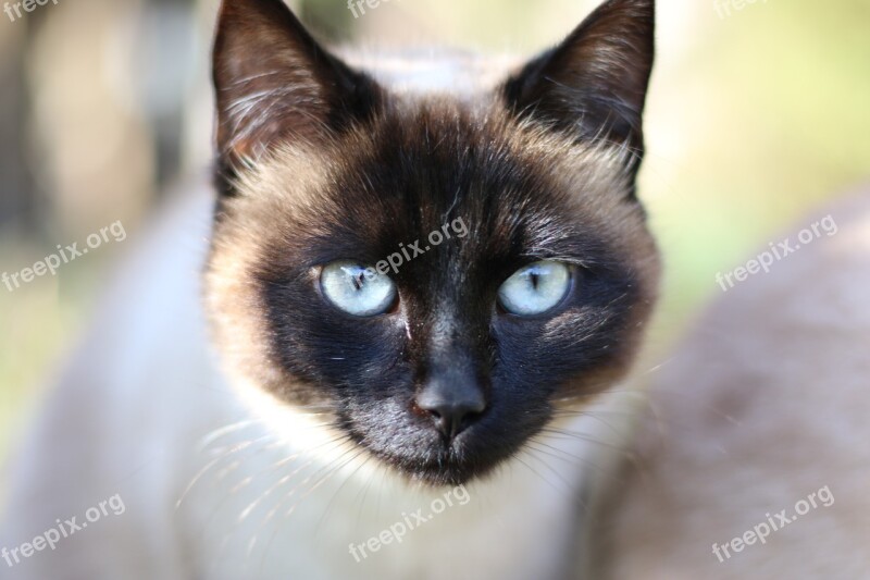 Siamese Cat Cat Head Domestic Animal Free Photos