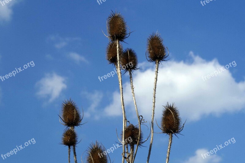 Plants Dry Spikes Thistle Spring