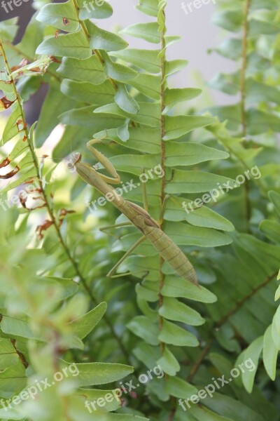 Pray Mantis Insect Mantis Green Nature