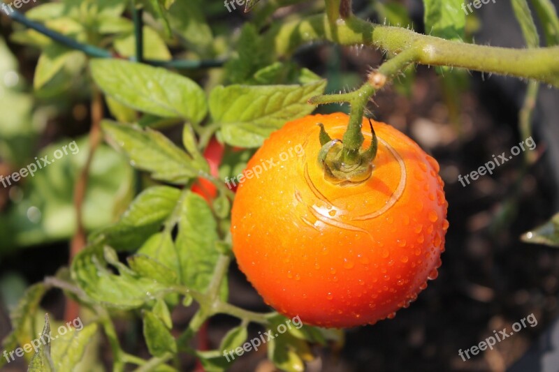 Tomato Plant Vegetable Garden Food