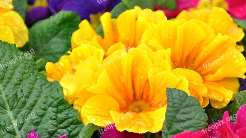 Primula Spring Spring Flower Yellow Free Photos